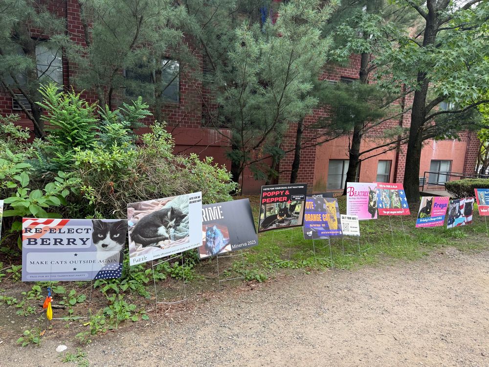 signs of cats who are running for cat mayor of somerville, massachusetts 