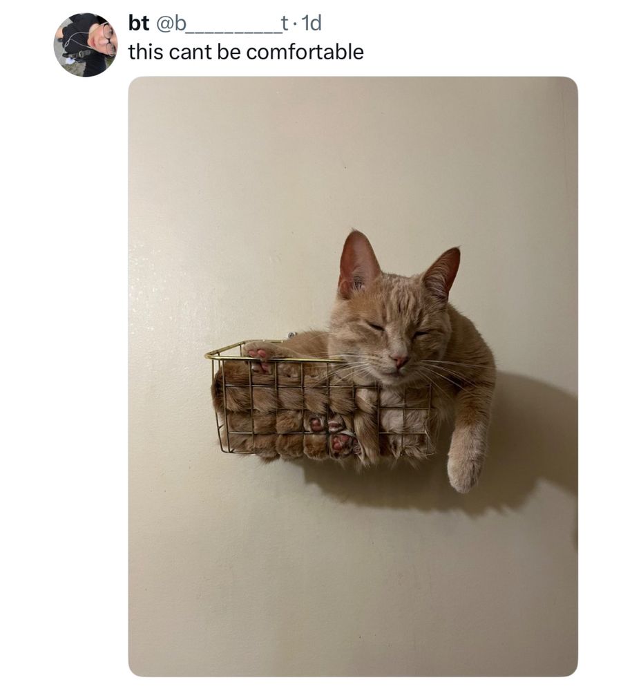 a light orange cat asleep in a wire basket hung on a wall, one paw draped over the side, the wire pressing his body into cubes. the caption says “this can’t be comfortable” 