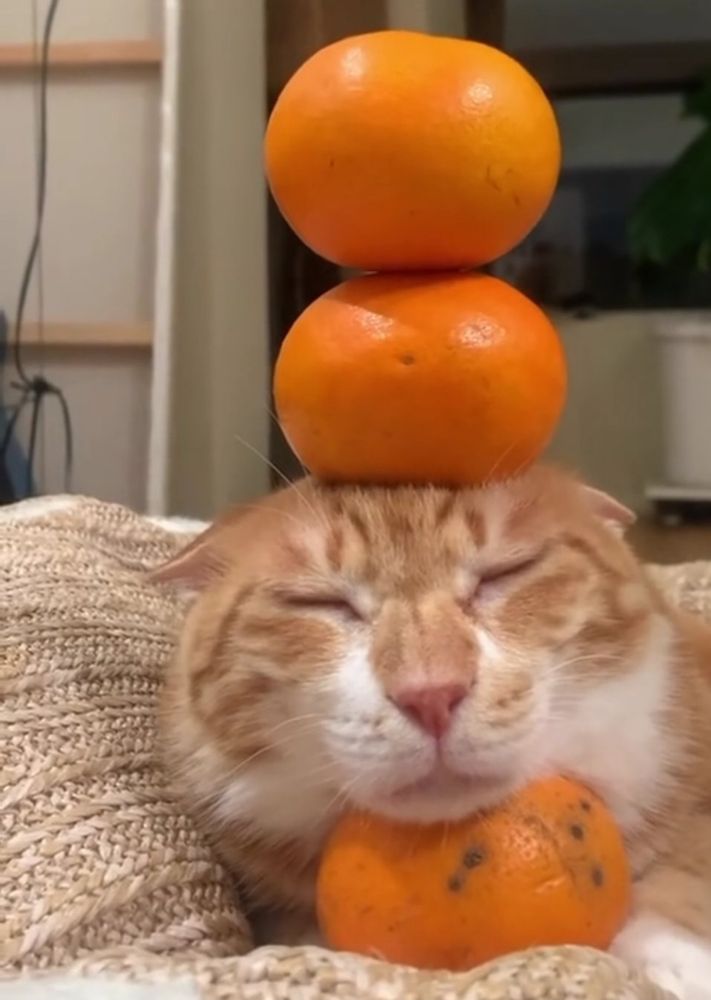 Cat eating orange cheap