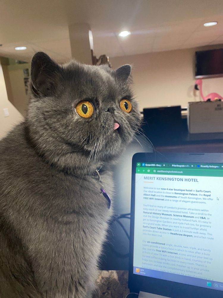 a gray persian cat sitting next to a computer and doing a small blep 