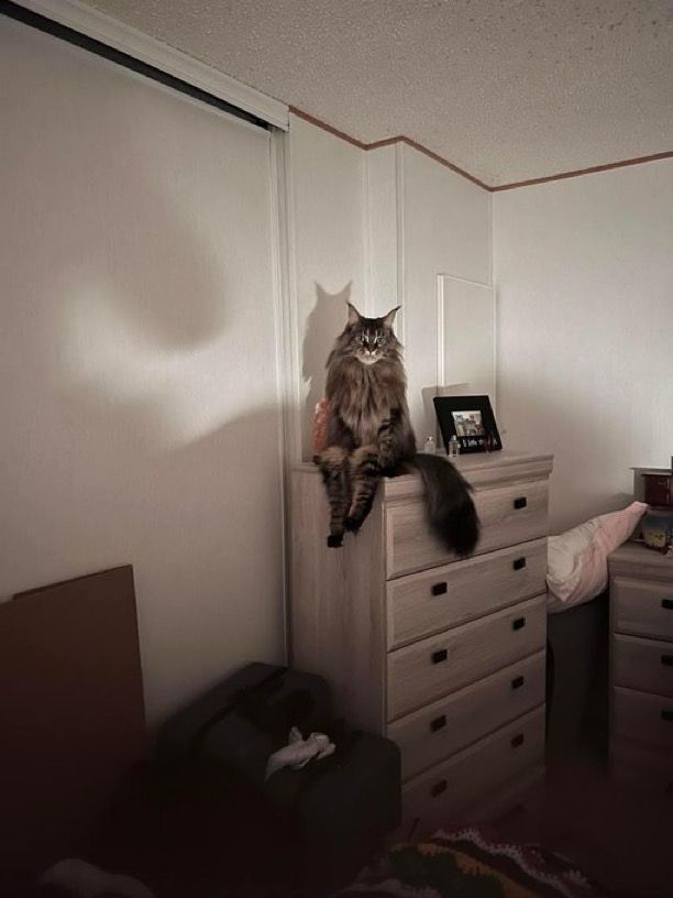 huge maine coon cat sitting on the edge of a dresser looking like a person. it’s quite unnerving. why’s he sitting like that??