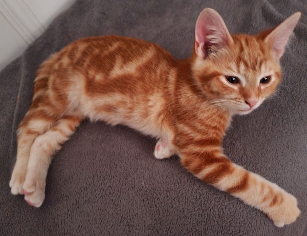 Smol orange boy cat, sometimes responds to Chowder, will mew for food while trying to get stepped on every morning