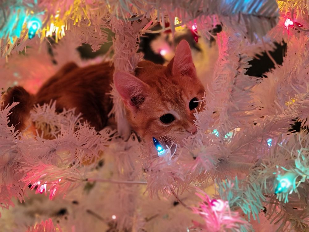 Orange kitten in an xmas tree