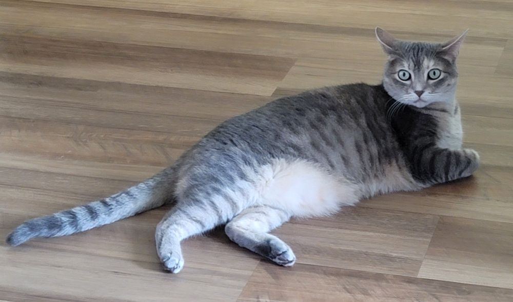 Grey tabby cat, wild eyes, about to get up and make a mad dash across the room, possibly crashing into a wall or door on the way
