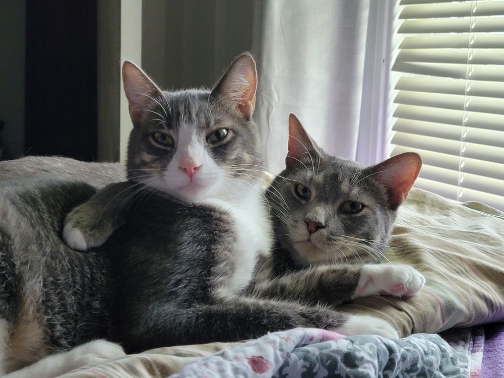 Cats snuggled up, one cat has an arm wrapped protectively around his younger brother