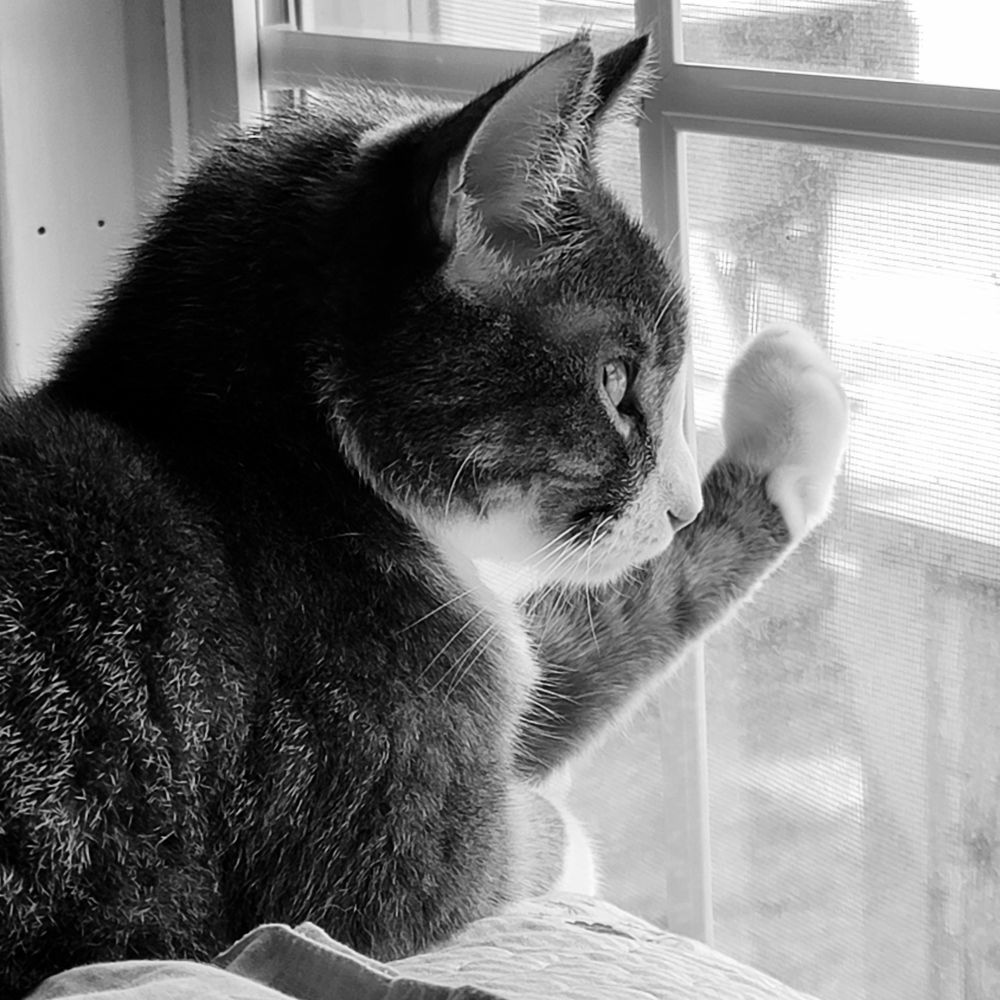 Cat with paw on window, contemplating deeply, maybe, anyway, he's a whole mood