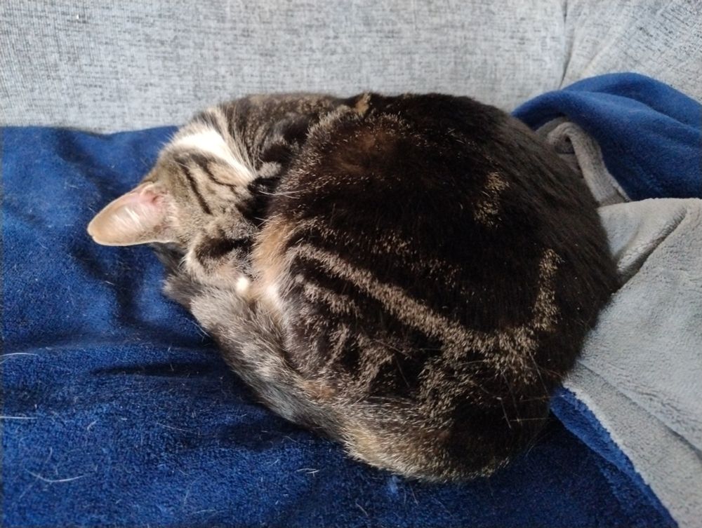 The same cat but with a paw covering her face