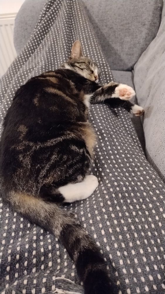 Tabby cat laid on lap with arms crossed