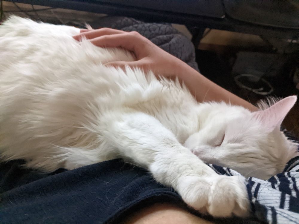 A white domestic medium haired cat laying across his owner's lap