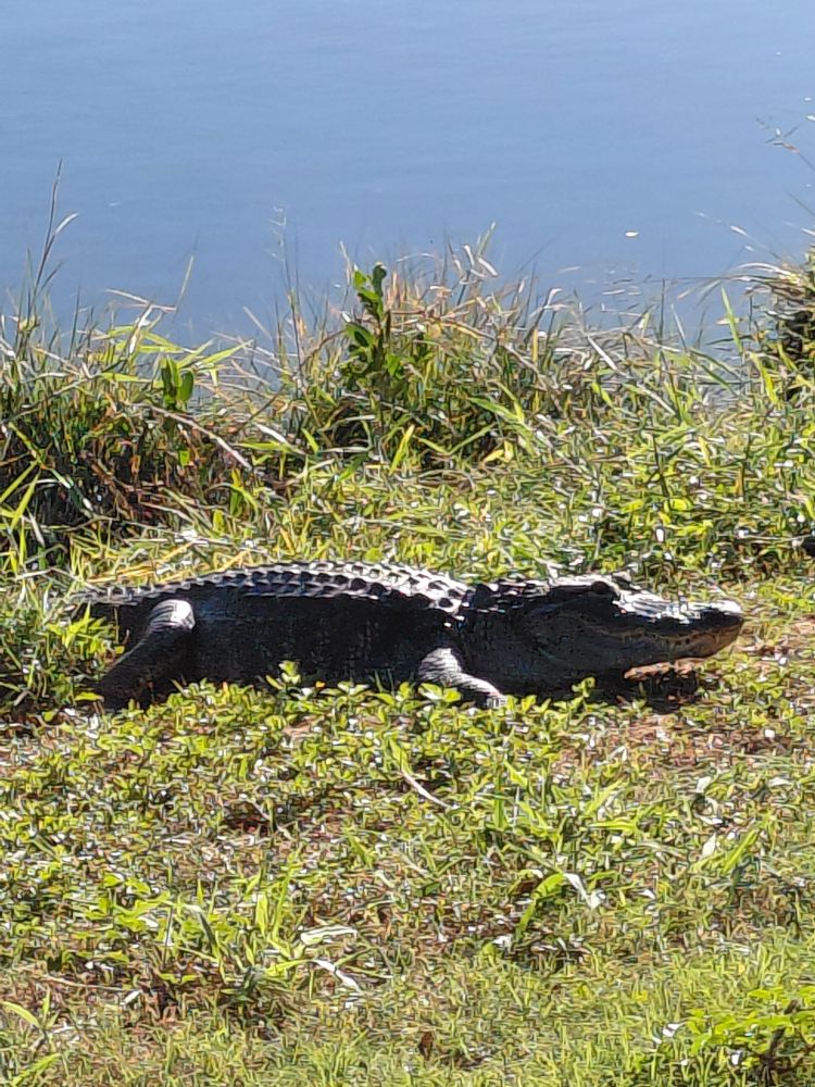 Florida alligator on the bank.