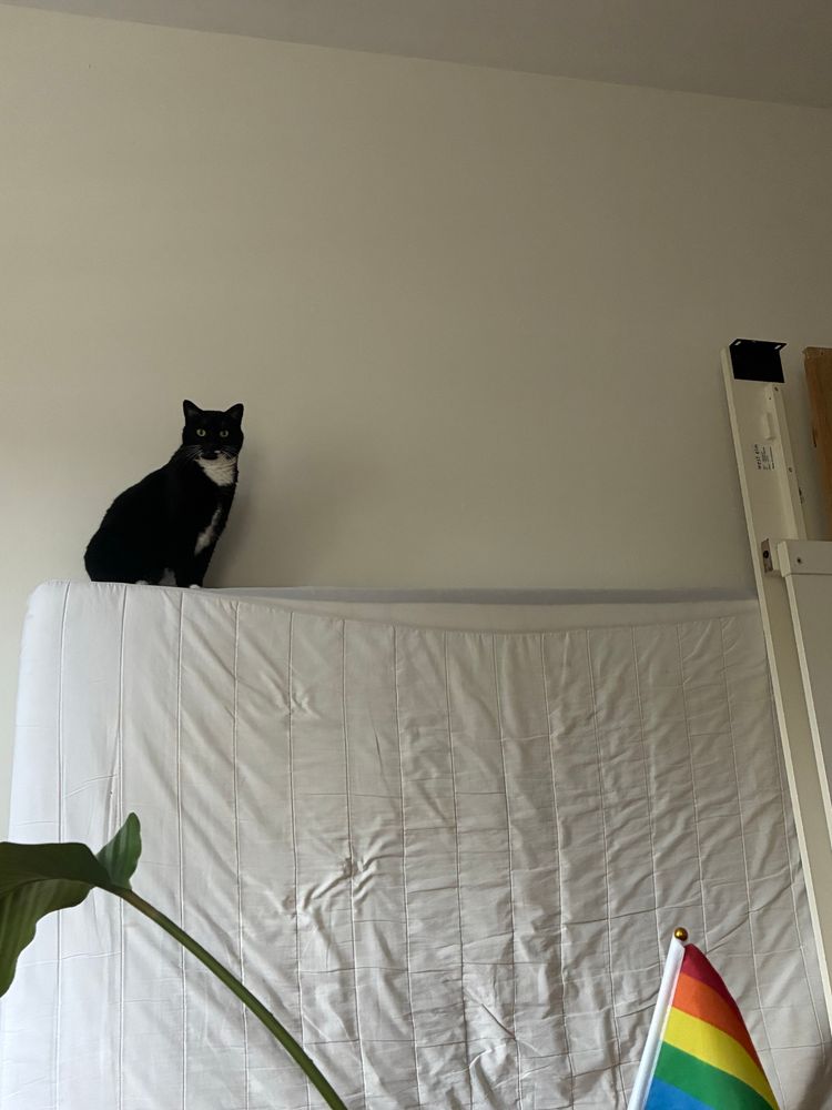 Tuxedo cat perched on mattress looking very accusatory 