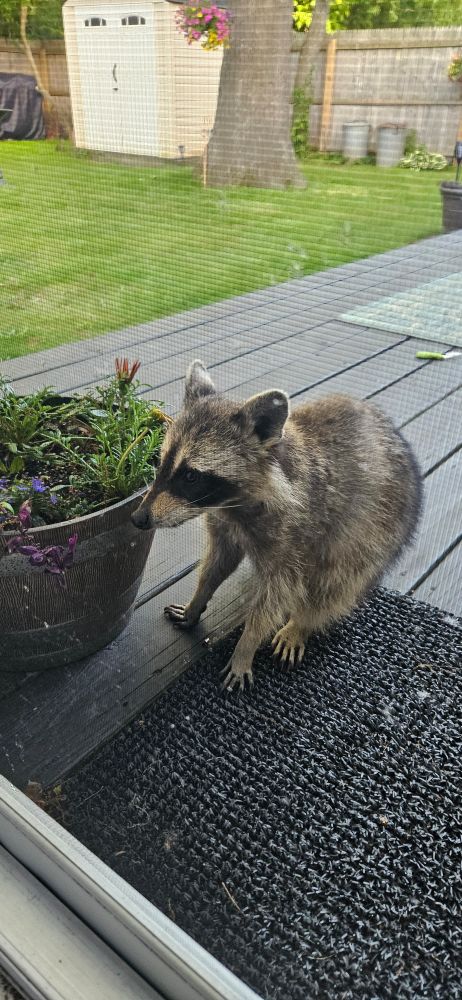 Racoon at back door