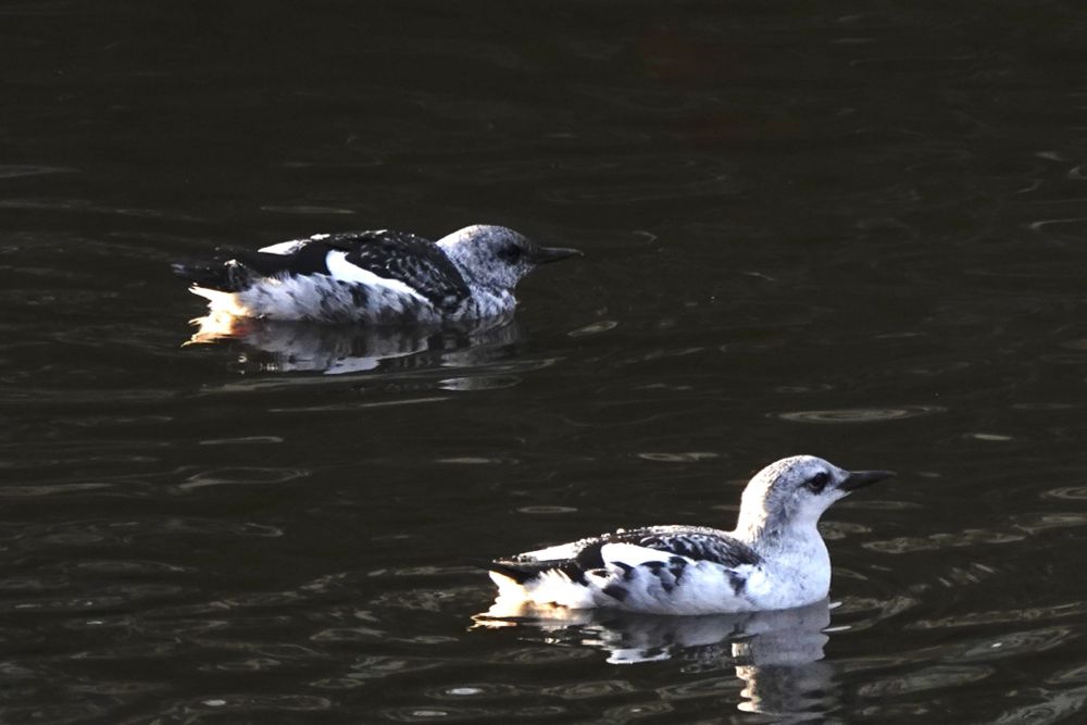Two Black Guillemots seen in Victoria Park, Belfast. Photo by Nia Potapova / BTO