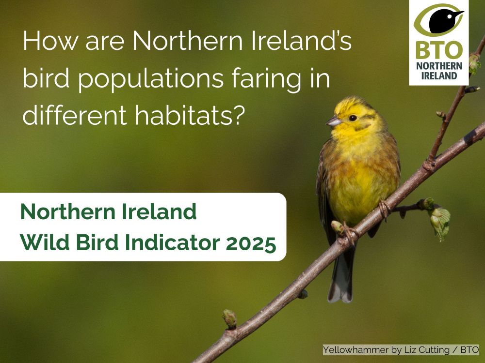 How are Northern Ireland's bird populations faring in different habitats? Northern Ireland Wild Bird Indicator 2025. BTO Northern Ireland. Image of a Yellowhammer by Liz Cutting / BTO.