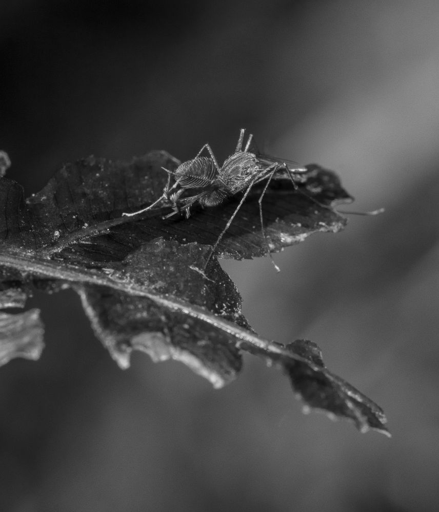 Macro photo of a mosquito under a leaf.