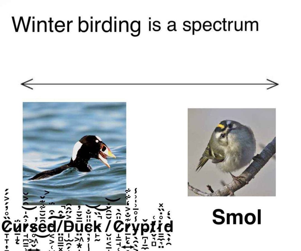 A meme. The top text says "Winter birding is a spectrum". Below that there is a line (an arrow on each end). Below that there is a picture of a male Surf Scoter with only his head and a little of his back visible above the waves. His bright, pale round eye is hauntingly wide and staring. His massive sloped colorful weird duck beak is open in a terrifying gape. Below this picture it says "Cursed/Duck/Cryptid" in cursed (creepy, glitched) text. At the other end of the line is an image of a Golden-crowned Kinglet. It is very round. Quite spherical. An orb. Its enormous dark eyes are accentuated by the dark feathers around them, as it gazes soulfully at you. Below this picture it says "Smol". (Meme of unknown origin.)