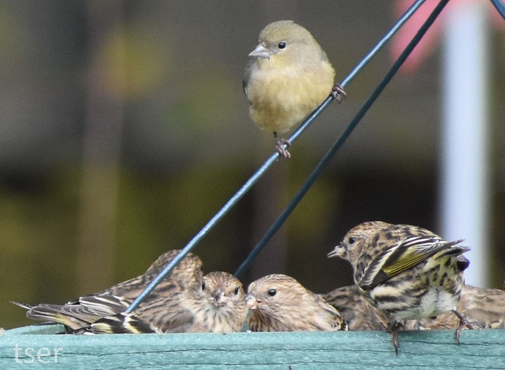A photo of a green hanging platform feeder. The feeder is full of Pine Siskins. Clinging to the wire hanger is a solitary Lesser Goldfinch who appears to be looking at the camera. Anthropomorphizing the expression, it looks defeated.