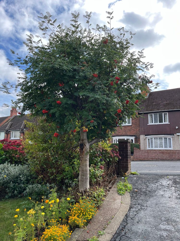 Photo of a poorly Rowan tree 