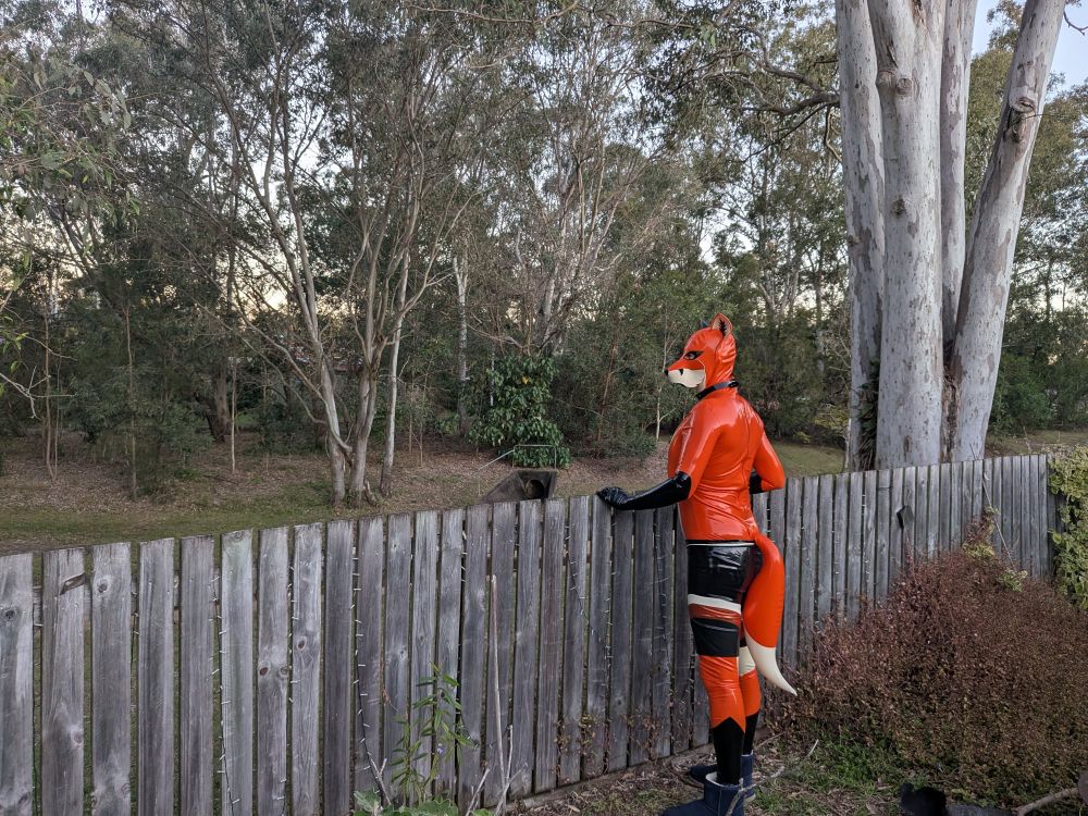 An anthropomorphic latex fox, wearing latex shorts and a locked collar. The fox is peering over a garden fence and into a nature reserve. 
