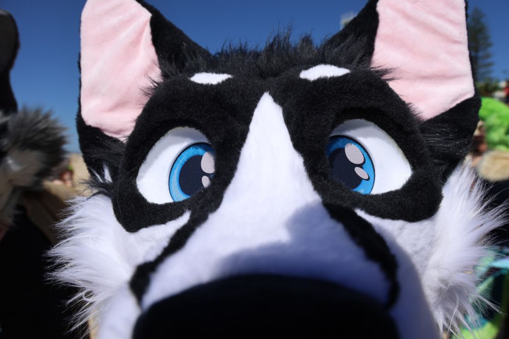 Bikkit snoot!