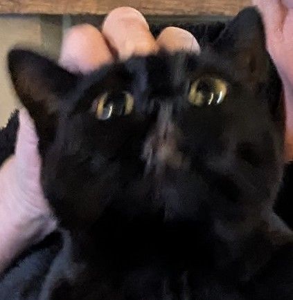A blurry and very zoomed in photo of Ripley's face (a black cat with green eyes) being held by someone scratching the back of her head. She is looking up at the ceiling and her mouth looks a bit pouty. 