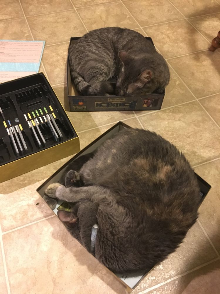 two silver gray cats asleep in the top and bottom parts of a board game box for the game dominion