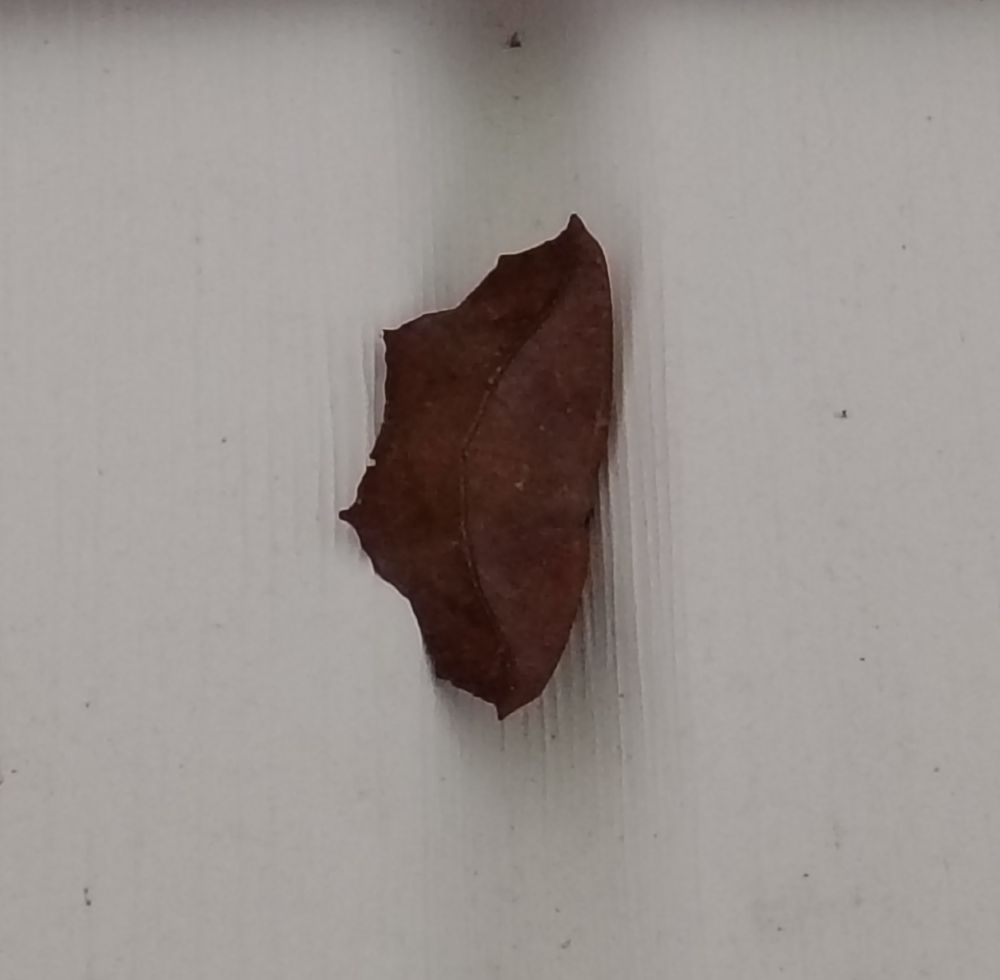 a large maple spanworm moth, a brown moth that mimics a dead leaf posing against a white background