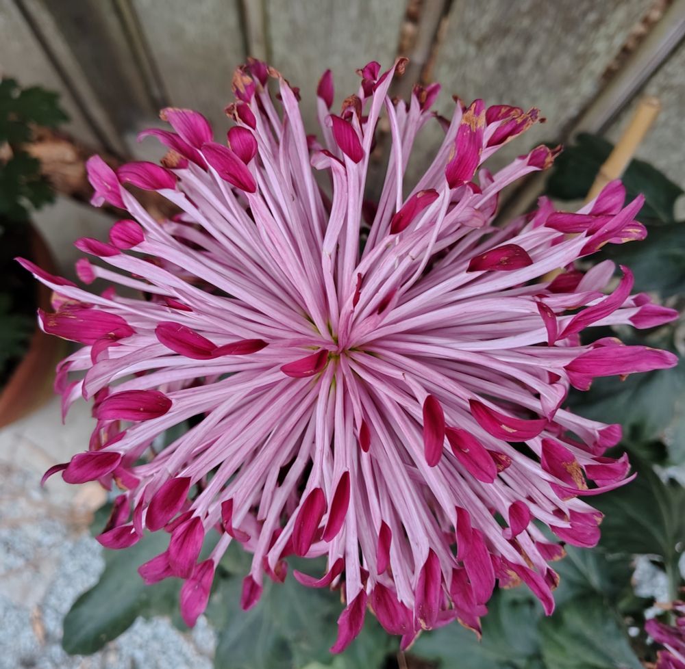 a pink and white chrysanthemum flower