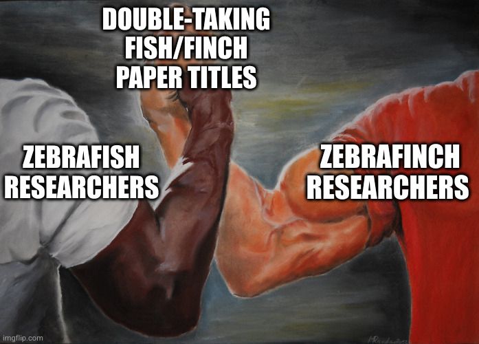 Zebrafish and zebrafinch researchers shaking hands, bonding over their confusion about papers titled fish/finch 