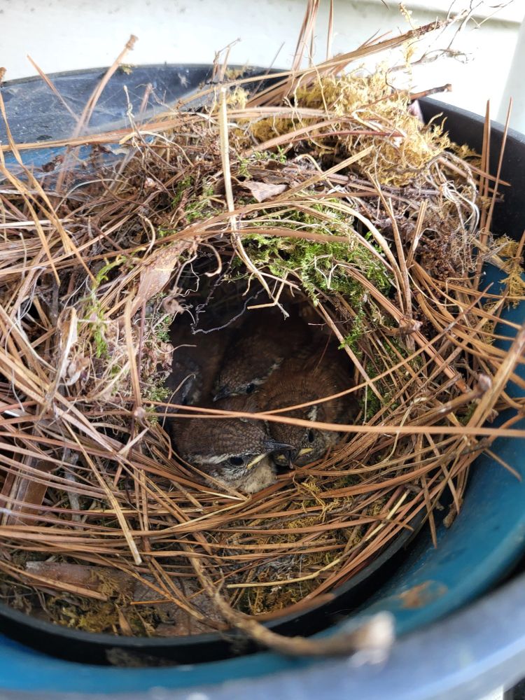 a bird nest made of pine needles and moss. 4 young Carolina Wrens - small brown birds, huddle inside.