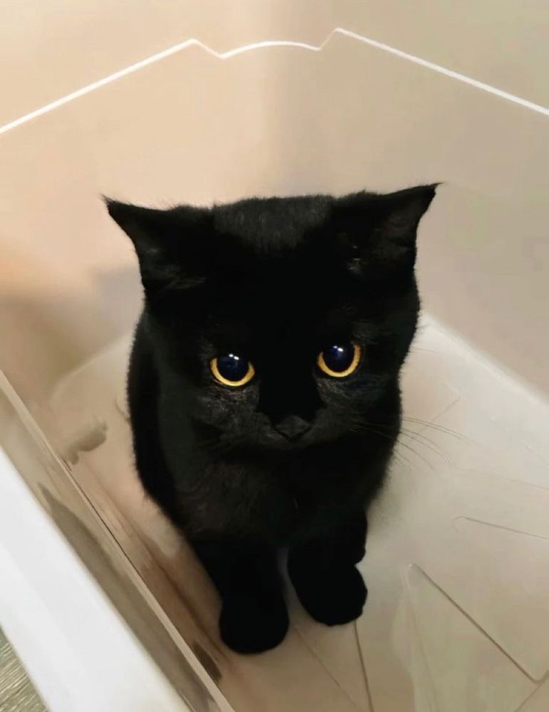 this is not me, I am not a cat unfortunately. This is however a cat I found on BlueSky and I forgot the original bleeter. Wish I remembered their @, if anyone knows it lmk :33