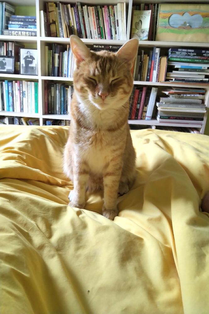 Orange cat sitting on yellow duvet with eyes closed in happiness. 