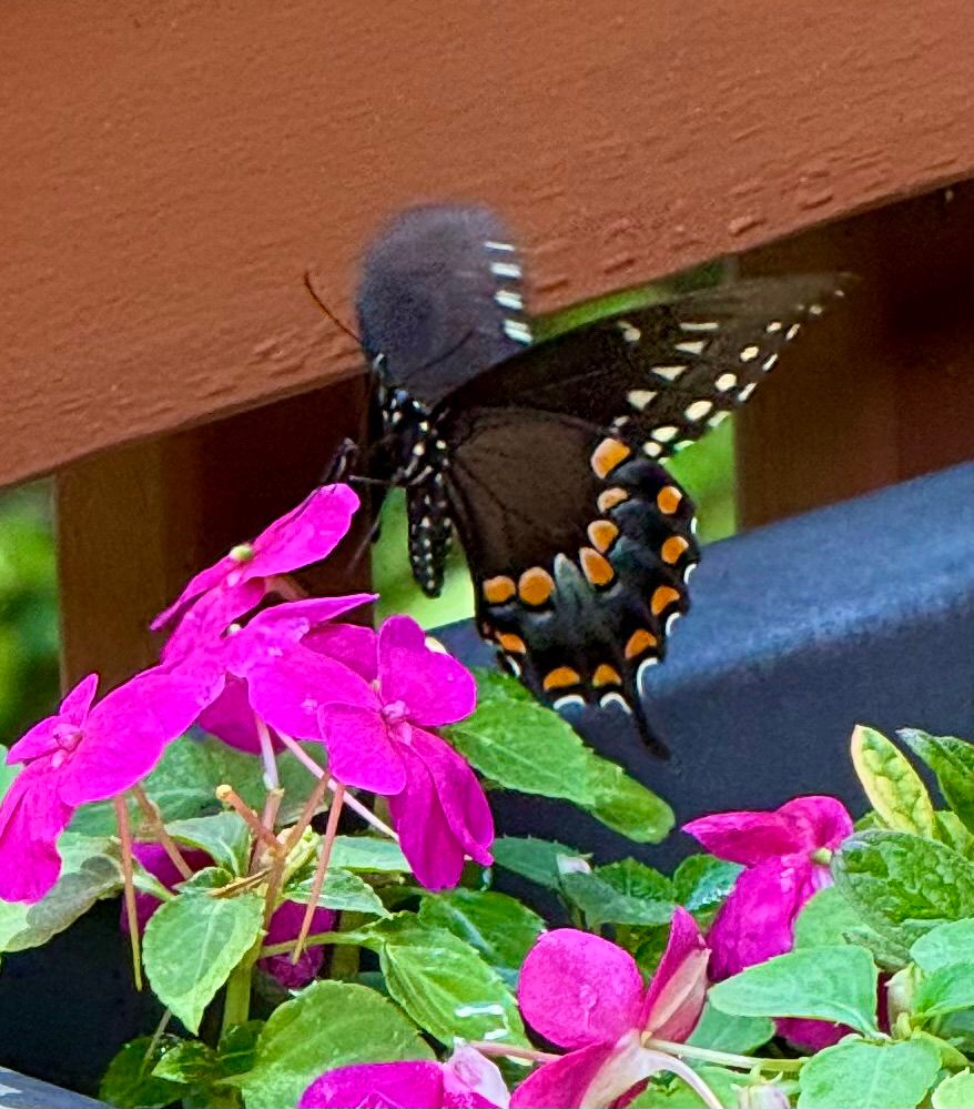 A black butterfly with orange and blue shapes on its wings, perched on a deep pink flower in front of a brown deck rail. 