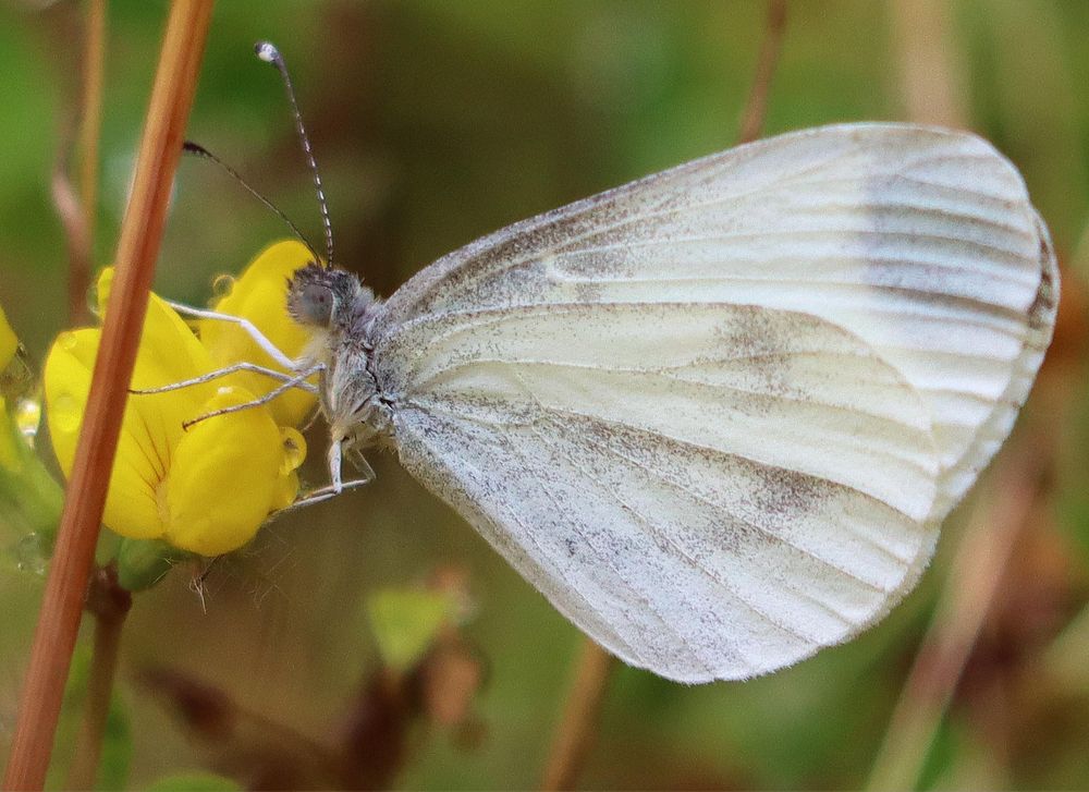 Wood White @ Siercwm, by Richard Bullock