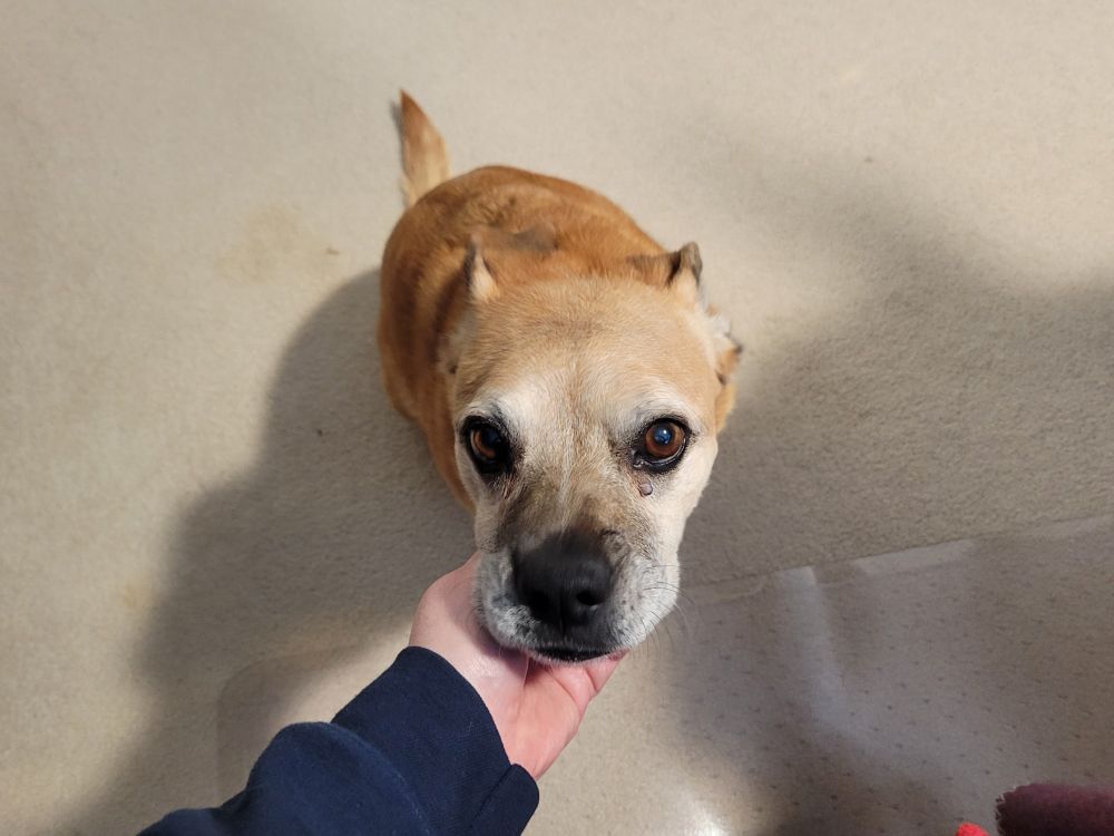 Tan dog with dark eyes and nose stares up at the camera with ears folded back on her head, the photographer's hand is scratching her chin