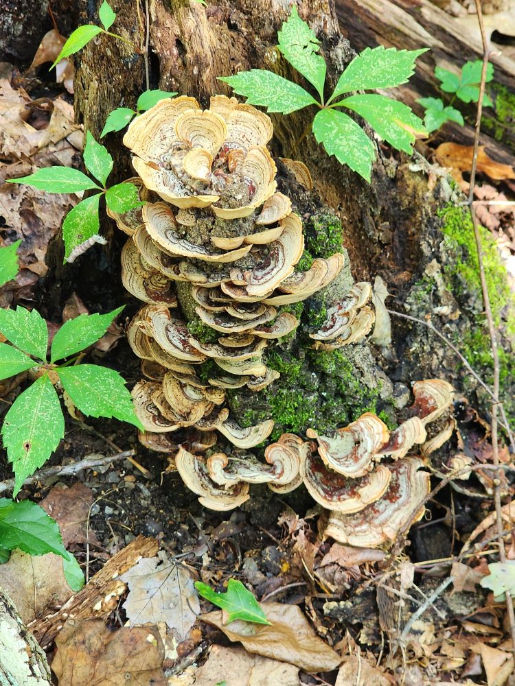 a small tower of taupe colored, fan shaped mushrooms growing at the base of an old tree stump