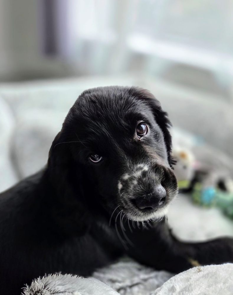 Our Cocker Spaniel Puppy Odin