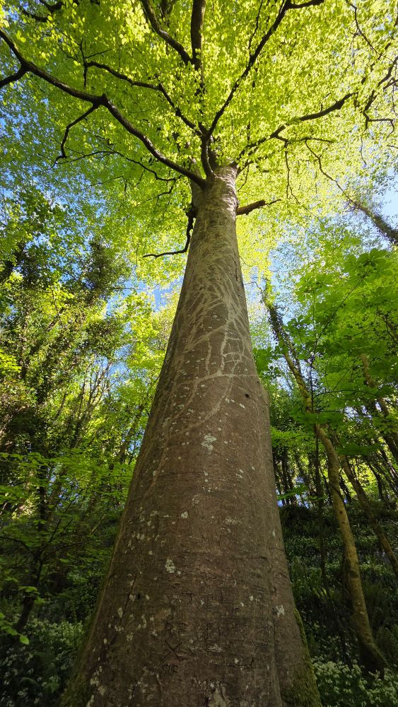 Tree in Tintern Abbey