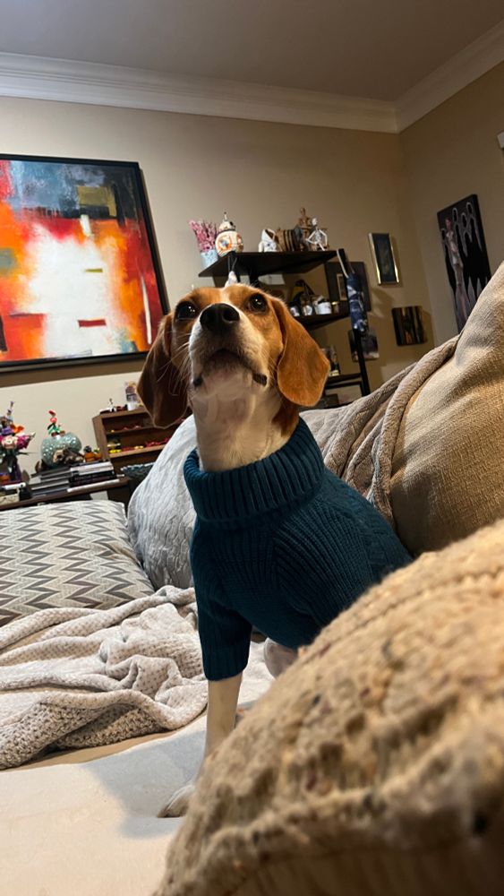 A beagle wearing a turtleneck sweater, having opinions about it