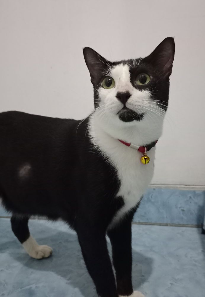 This is lucius :3 he is a 4+ years tuxedo boi