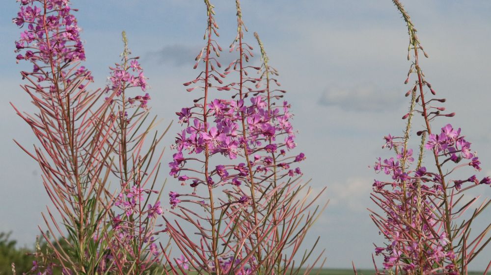 Fireweed- a tall, ornamental looking flower with bright pink flowers.