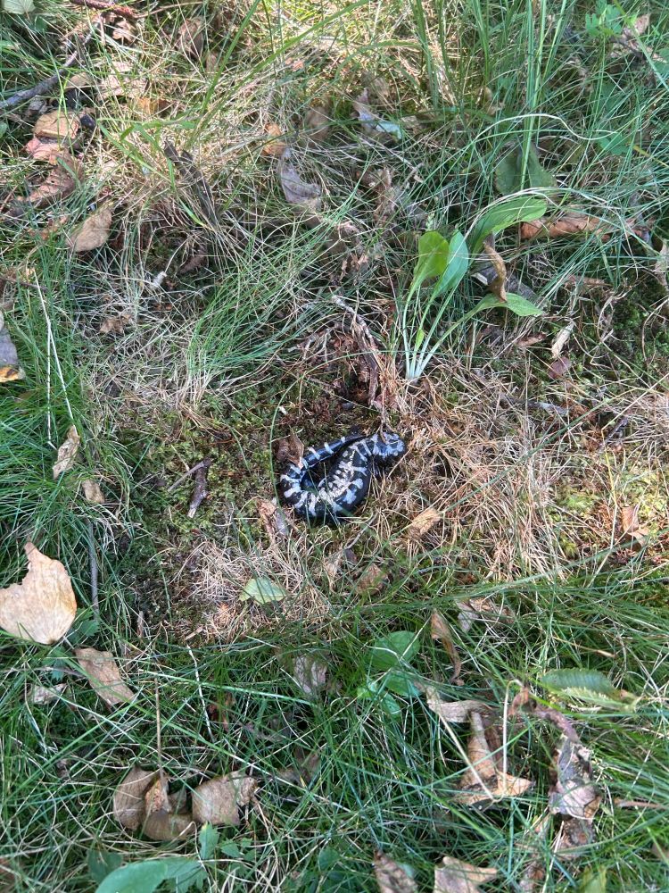 Black and silver striped marbled salamander on green grass. 