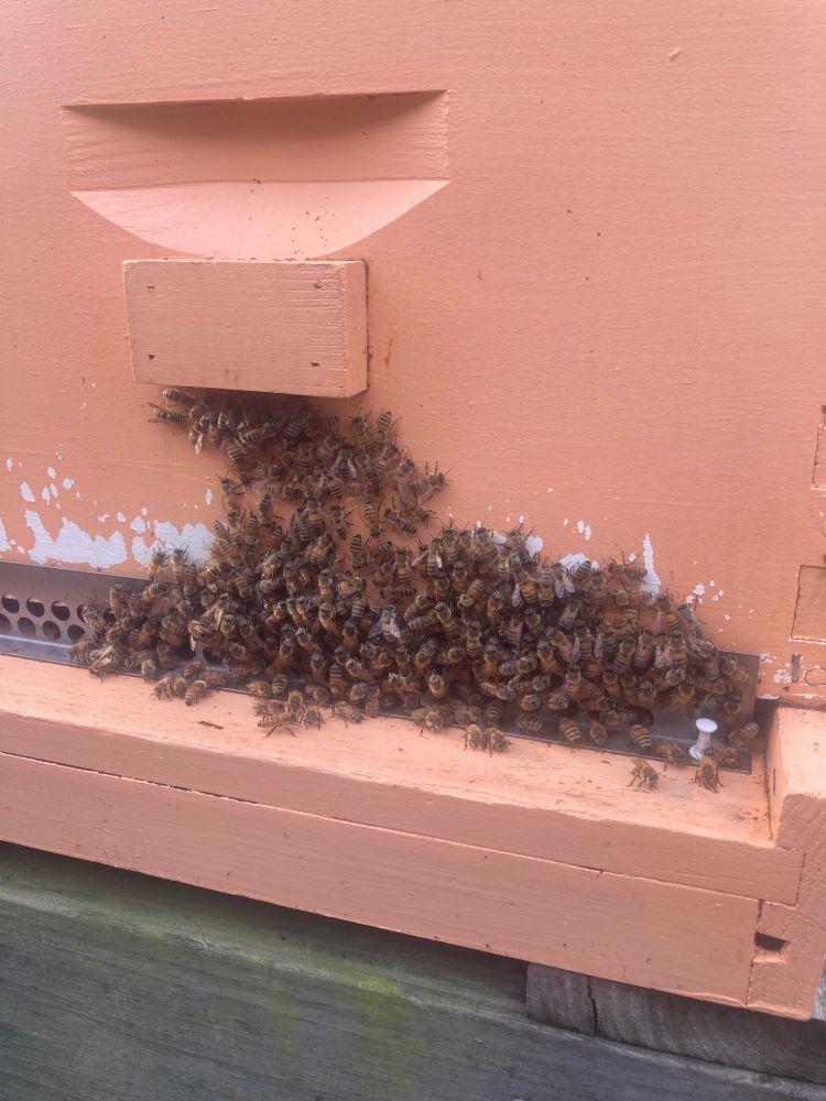 Couple hundred honey bees clustered on the back of their peach colored box. 