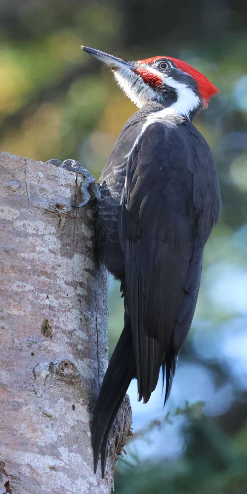 pileated woodpecker on a tree