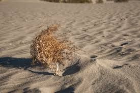 A tumbleweed on a beach.