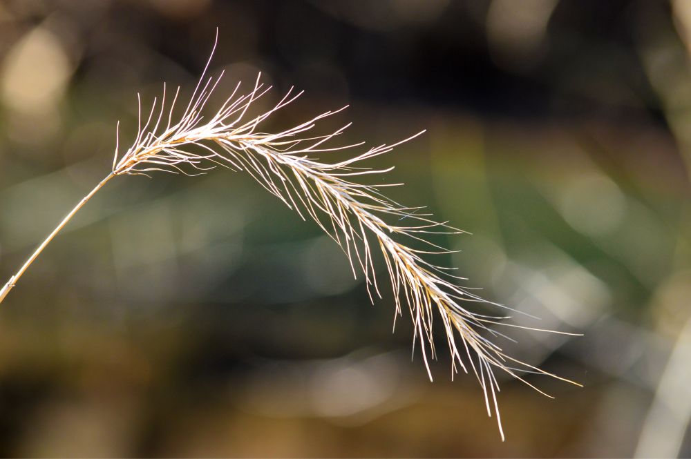 Macro photo of wildrye plant outside