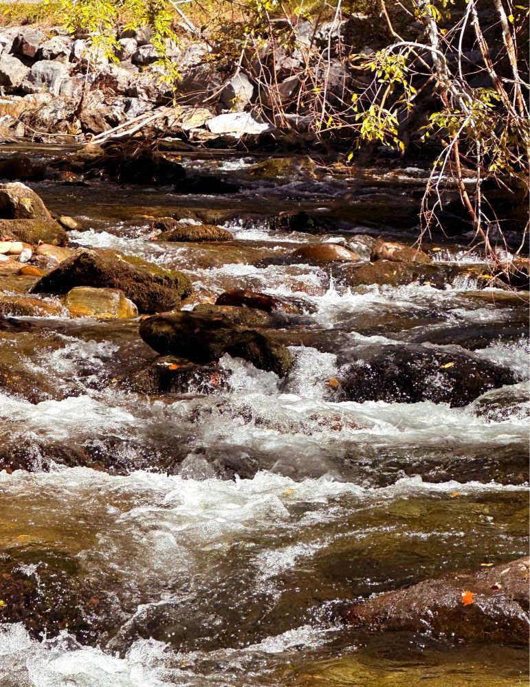 A roaring creek filled with rocks of all shapes and sizes and some leaves coming from some brush and trees around