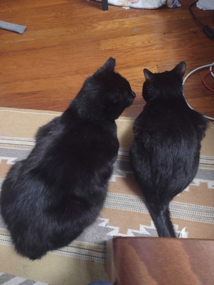 two black cats loafed on a rug; the big one has his face turned towards the little one's ear as if whispering secrets 