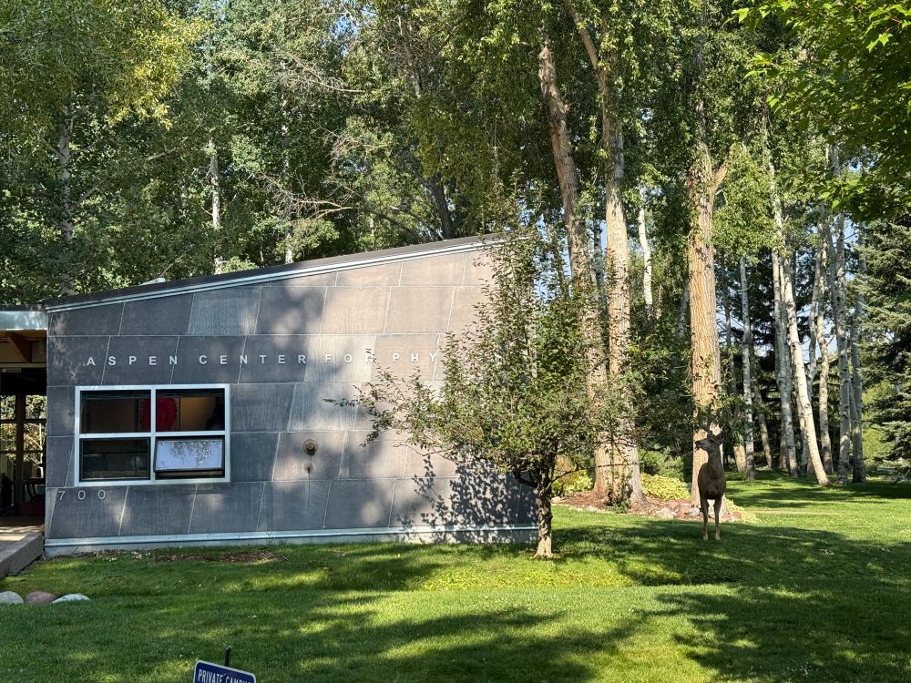 An elk muching on a tree outside the main building at the Aspen Center for Physics