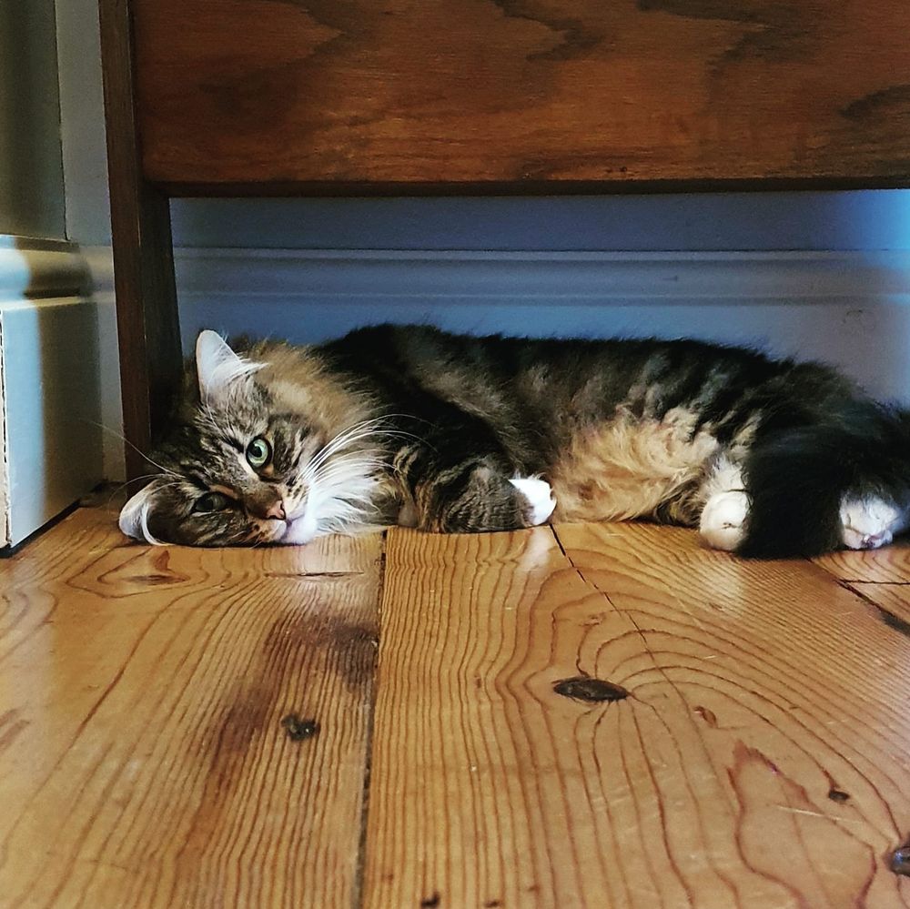 A long haired tabby cat lies on a wooden floor. 